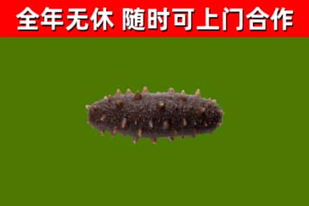 南京市回收海参干